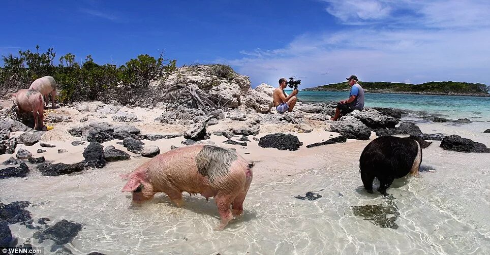 Пляж свиней фото Are they doing the hoggy paddle? Swimming pigs of Bermuda become YouTube stars a