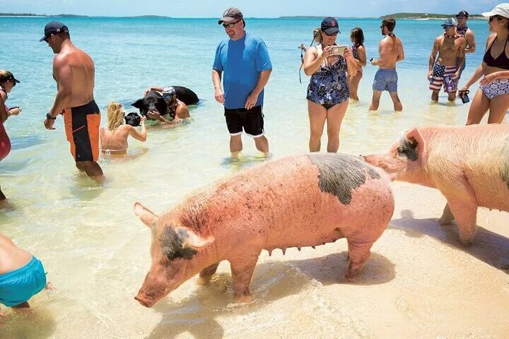 Пляж свиней фото 2024 (Nassau) Swimming with Pigs in Nassau, Transportation Included
