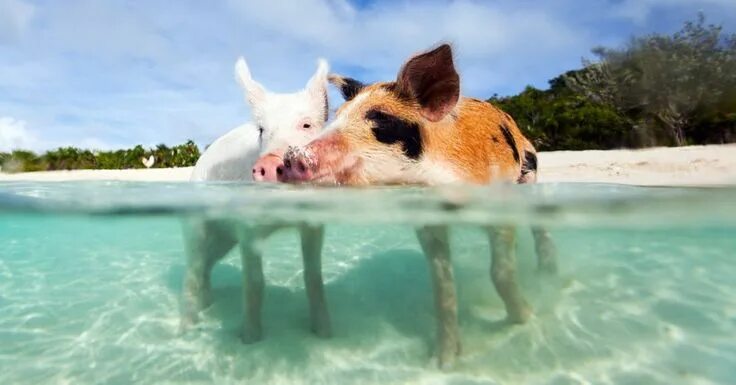 Пляж свиней фото Nassau to Exuma Day Trip Swimming pigs, Pig beach, Swimming pigs bahamas