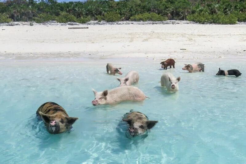 Пляж свиней фото 7 Amazing Things to Do in The Bahamas: Family Vacation Tips Swimming pigs, Pig b