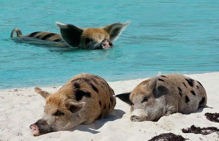 Пляж свиней фото Pin by Gail on V Pig beach, Pig beach bahamas, Swimming pigs