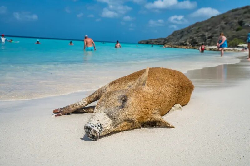 Пляж свиней фото Best Beaches in Curacao - Wild Junket