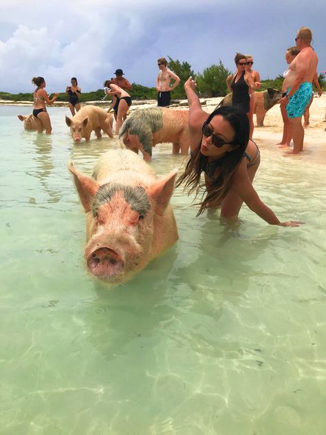 Пляж свиней фото Unforgettable Encounters with the Bahamas Pigs