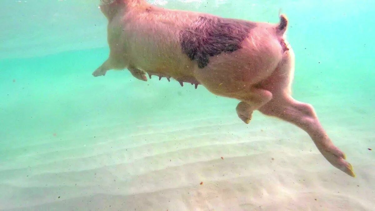 Пляж свиней фото National Geographic Visits the Swimming Pigs of Big Major Cay in Exuma, Bahamas 