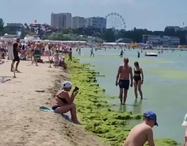 Пляж в анапе 2024 фото сегодня Море под Анапой зацвело раньше времени, но некоторым это очень нравится big-rost