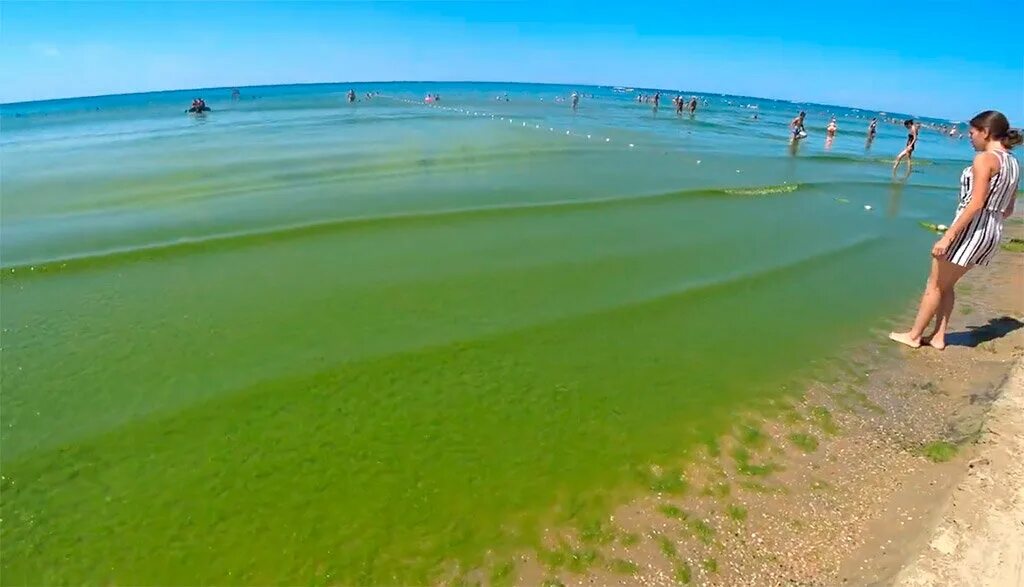 Пляжи в анапе фото и где находятся Море в Анапе цветет: что делать? Анапа - Статьи и отзывы Дзен
