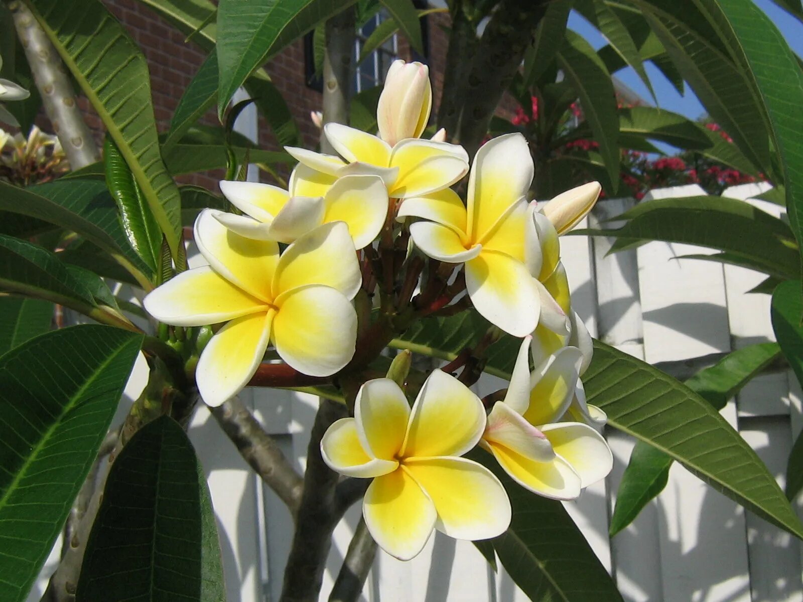 Плюмерия фото комнатный Frangipani Flowers Wallpapers