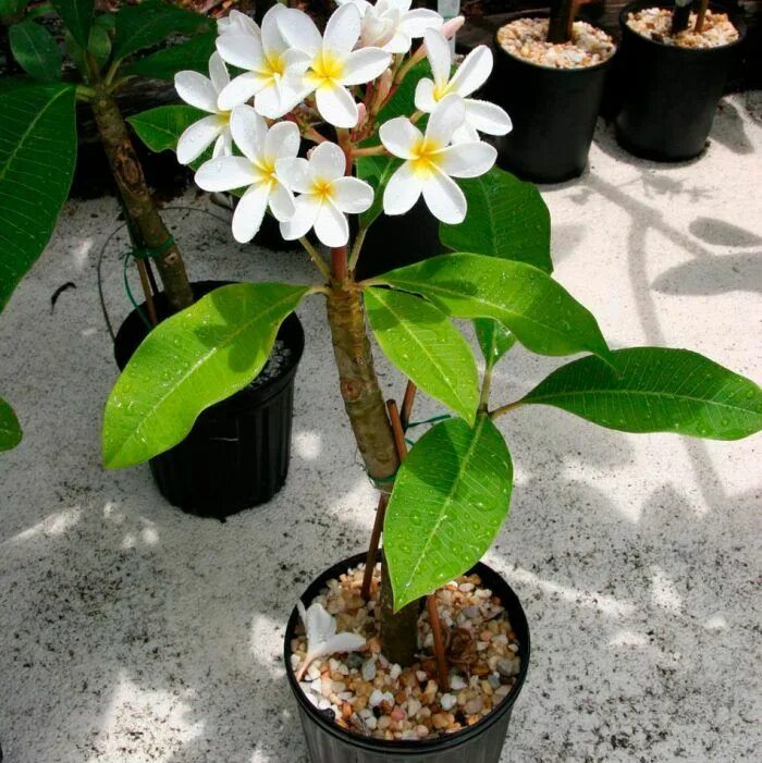 Плюмерия фото комнатный Plumeria: home care, replanting and propagation, species Planting flowers, Plume