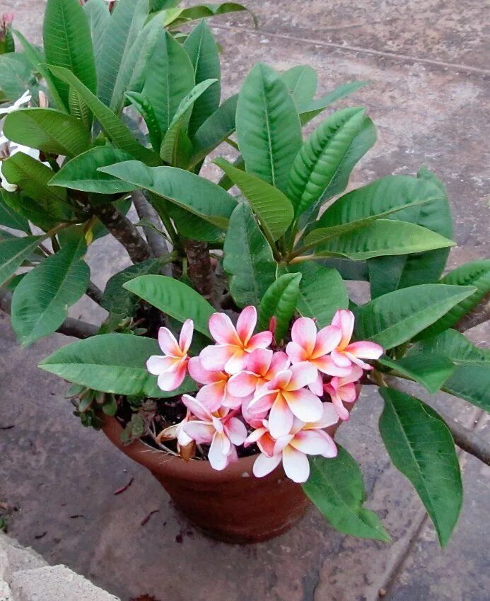 Плюмерия фото комнатный Frangipani / Plumerias and other Succulents in 2024 Fragrant plant, Fragrant flo