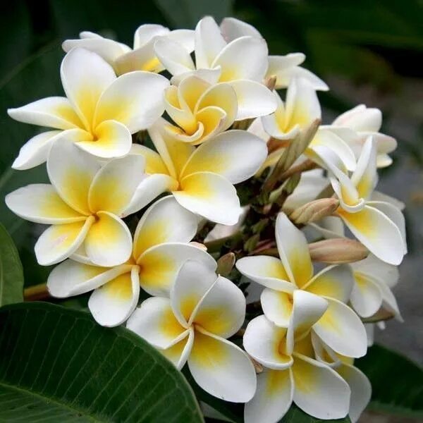 Плюмерия фото комнатный Heirloom 5 Seeds Plumeria alba Yellow White Flower Frangipani ... Plumeria flowe