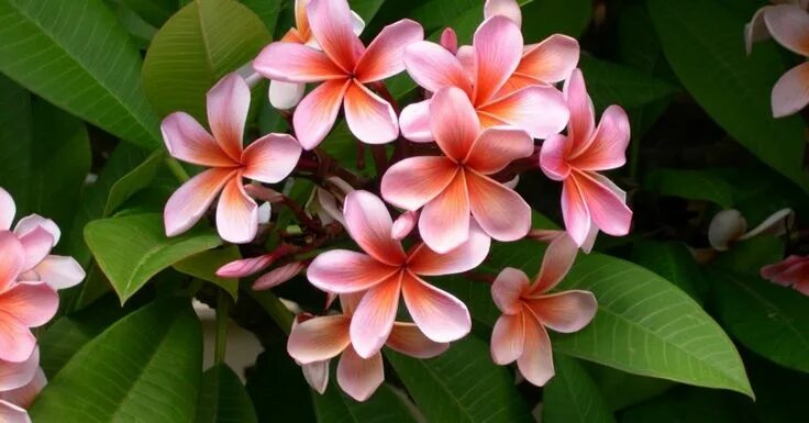 Плюмерия фото цветов Spiritual Meanings of Hawaiian Flowers - With Our Aloha Plumeria tree, Plants, P