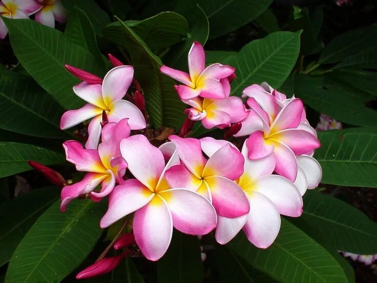 Плюмерия фото цветов Plumeria Plumeria, Plumeria flowers, Flowers