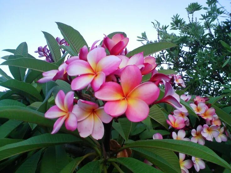 Плюмерия фото цветов Pin on Indonesie Frangipani, Beautiful flowers, Trees to plant