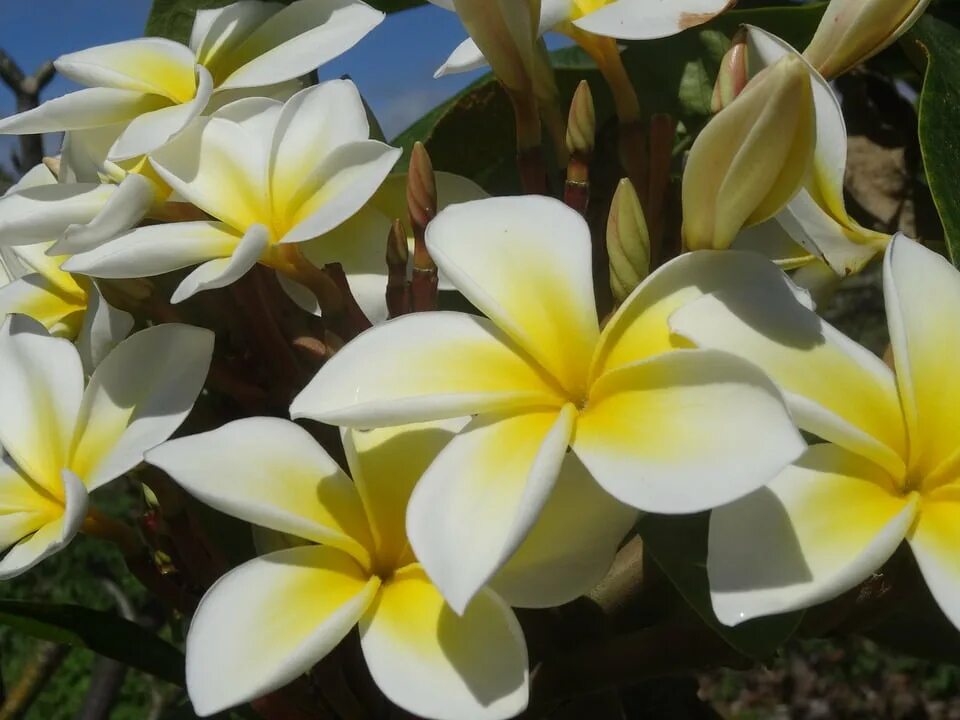 Плюмерия фото цветов Framed Art for Your Wall Bloom Fragrance Plumeria Flower Beauty Blossom 10x13 Fr