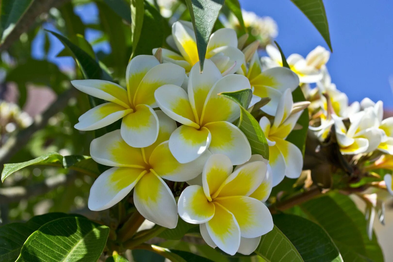 Плюмерия фото цветов Plumeria фото - DelaDom.ru