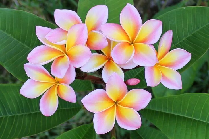 Плюмерия фото цветов Plumeria Chompoo Pann Plumeria flowers, Beautiful flowers, Pretty flowers