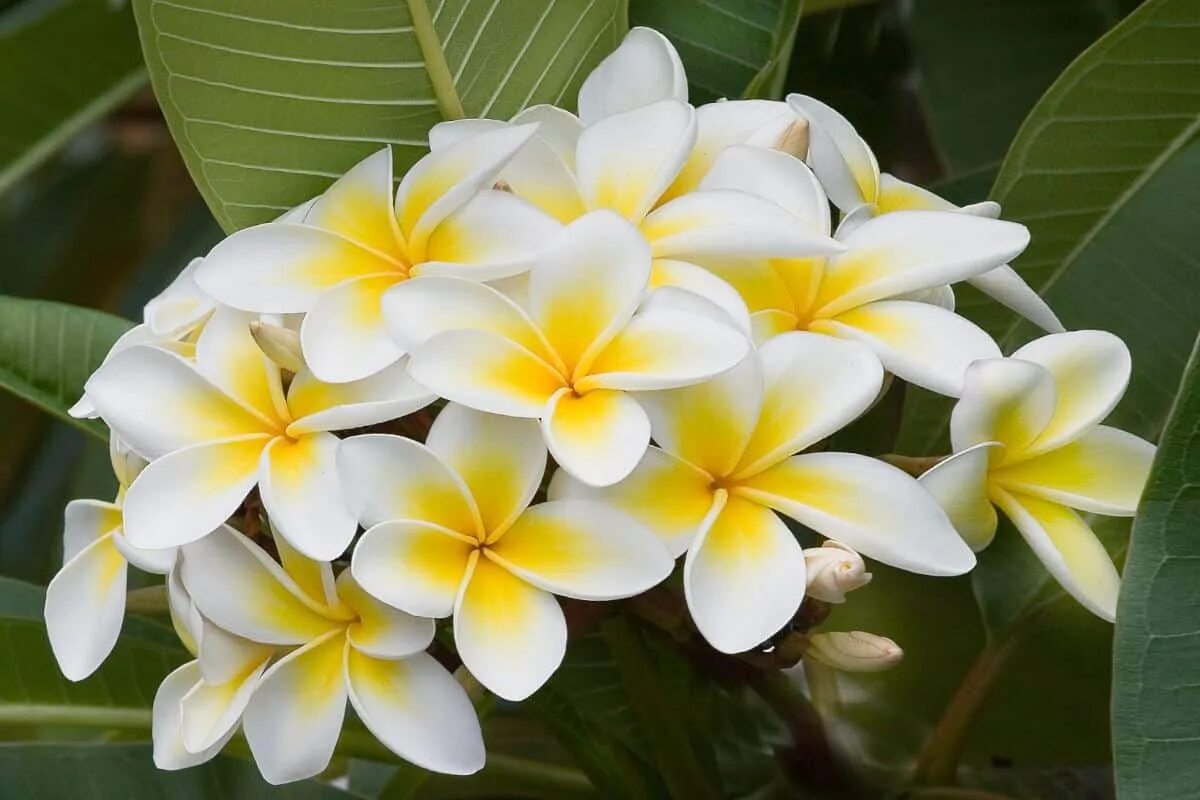 Плюмерия фото цветов Frangipani фото - DelaDom.ru