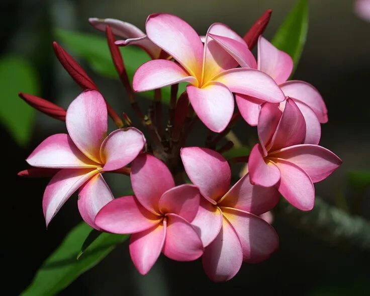 Плюмерия фото цветов Plumeria Backgrounds 2 Hawaiian plumeria, Plumeria, Plumeria flowers