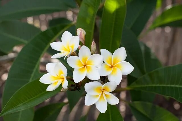 Плюмерия фото цветов Flowers Frangipani Plumeria Rubra - Free photo on Pixabay Plumeria care, Fragran