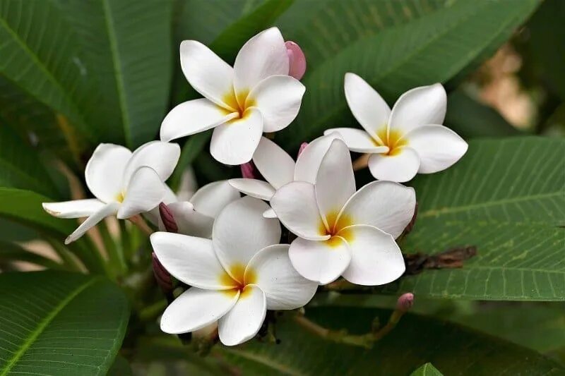 Плюмерия фото цветов 15 Best Smelling Indoor Plants For A Divinely Fragrant Home - Smart Garden Guide