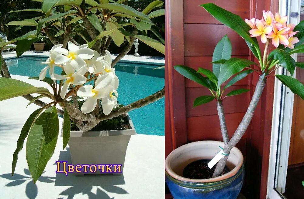 Плюмерия фото уход в домашних Как вырастить красавицу Плюмерию Цветочки Дзен