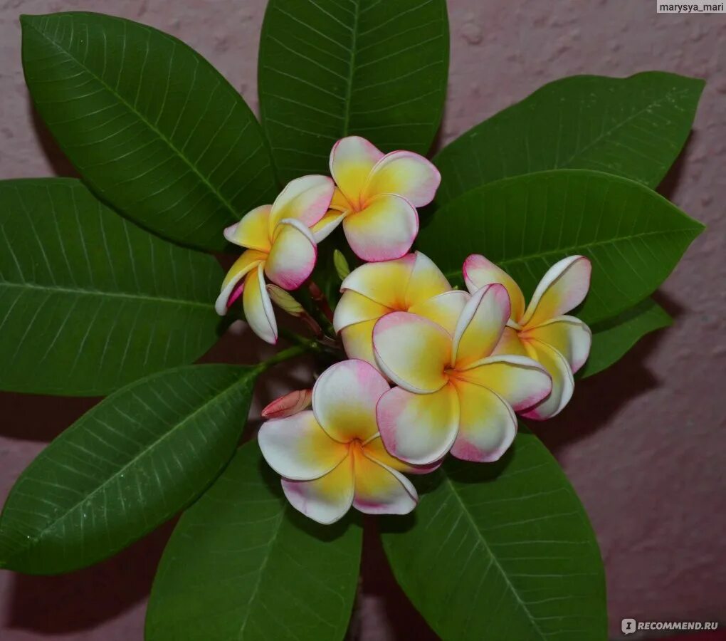 Плюмерия фото в домашних условиях Плюмерия (Plumeria) - "Плюмерия - восточная экзотика в домашних условиях! Как вы