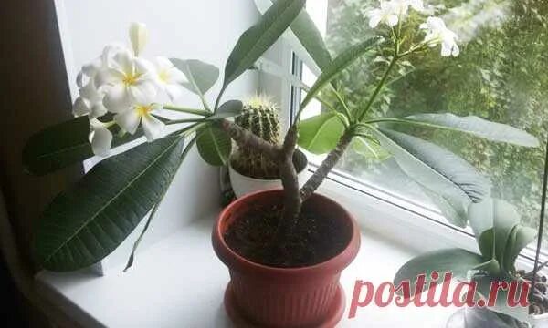 Плюмерия фото в домашних условиях Плюмерия - уход в домашних условиях Цветы на подоконнике Постила