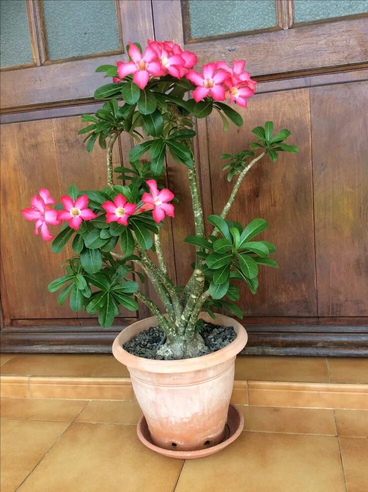 Плюмерия фото в домашних условиях Loading... Plumeria tree, Indoor plumeria, Fragrant flowers