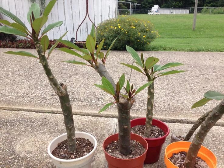 Плюмерия фото в домашних условиях Plumeria cuttings that are starting to root. Plumeria tree, Plants, Garden soil 