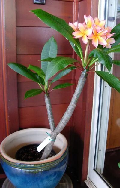 Плюмерия фото в домашних условиях Maui Plumeria Gardens grow plumeria at home Plumeria flowers, Plumeria tree, Pla