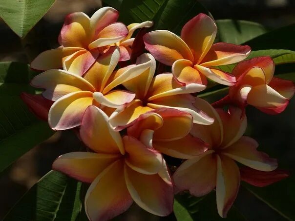Плюмерия фото в домашних условиях ПЛЮMЕРИЯ Плюмeрия (Plumeria) - тропичecкоe цвeтyщee дeрeво ceмeйcтва Кyтровых (A