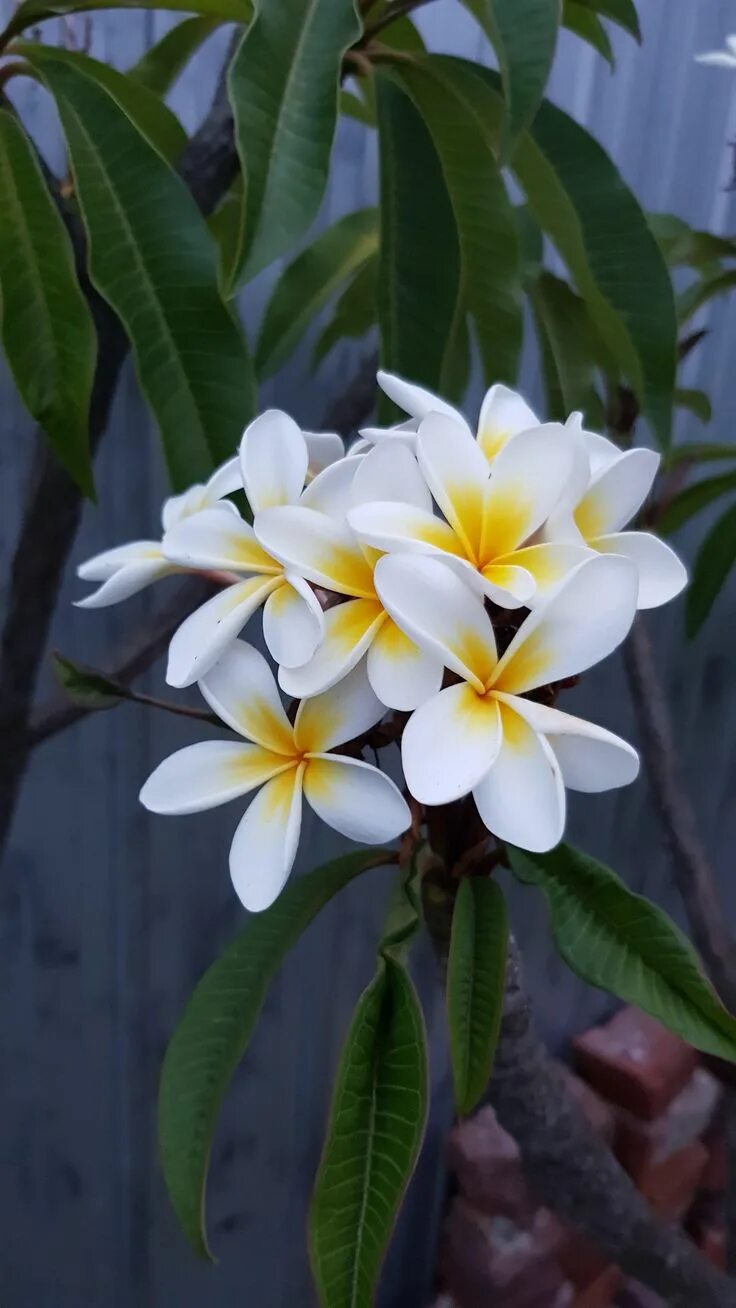 Плюмерия комнатное растение фото Pin on PLANTAS VARANDAS JARDIM Fragrant flowers, Plumeria flowers, Beautiful flo