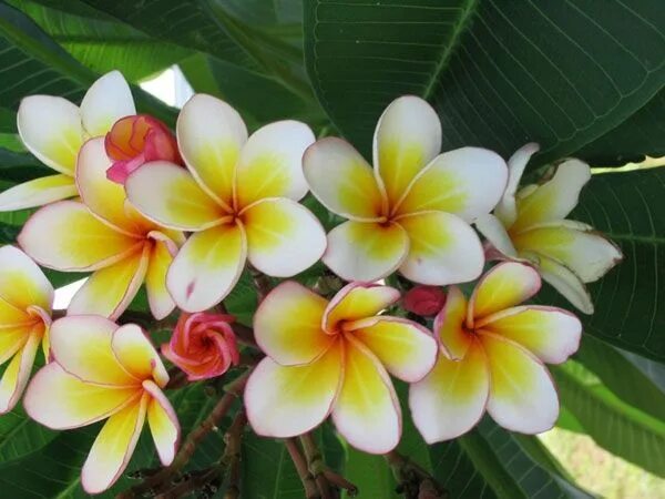 Плюмерия комнатное растение фото Plumeria UK exotic tropical flowers and plants from Hawaii Tropical house plants
