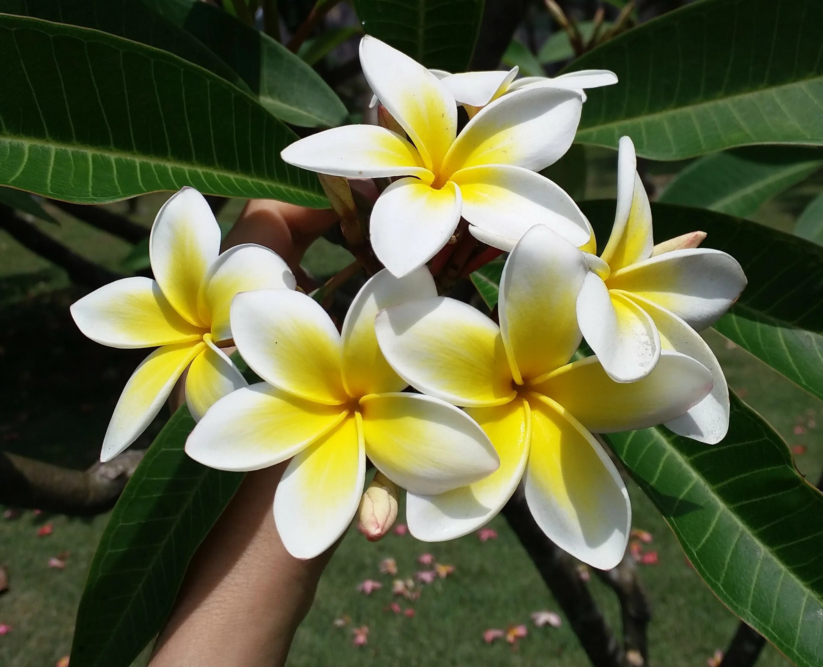 Плюмерия комнатное растение фото File:Plumeria branca.jpg - Wikimedia Commons