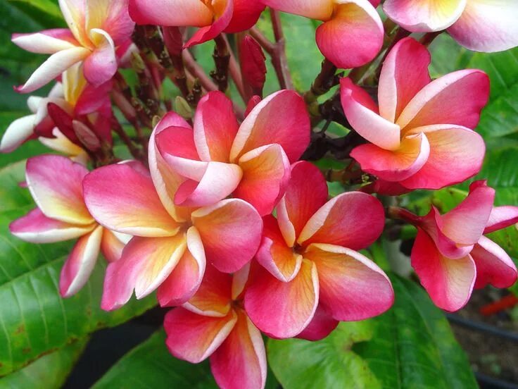 Плюмерия цветок фото комнатный Plumeria acutifolia Frangipani, Unusual flowers, Plumeria care