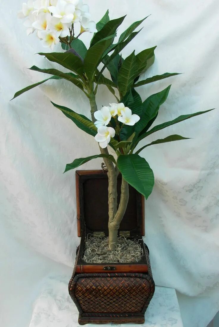 Плюмерия цветок фото комнатный Plumeria - Frangipani Pudica