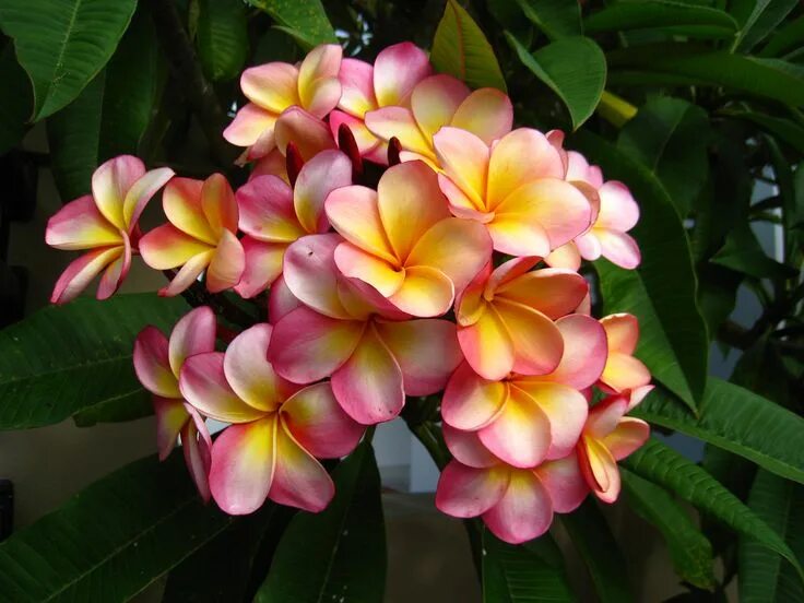 Плюмерия цветок фото комнатный Плюмерия Euphorbia, Plumeria flowers, Euphorbia milii