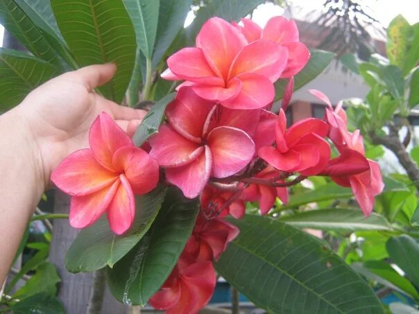 Плюмерия цветок фото комнатный This is the plumeria I photographed in Thailand, the aroma is matchless, berry. 