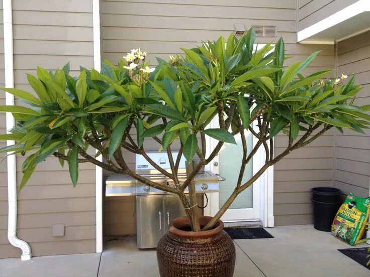 Плюмерия цветок фото комнатный My yellow plumeria tree. Plumeria tree, Potted trees, Plants