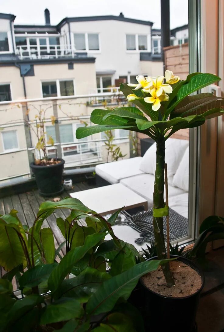 Плюмерия цветок фото комнатный Plumeria (Frangipani) growing indoors in containers Indoor plumeria, Plumeria, I