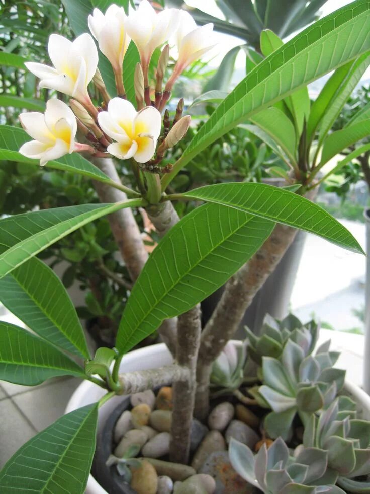 Плюмерия цветок фото в горшке Pin by Andrea Beggs on Flowers Plumeria tree, Succulents garden, Jade plants