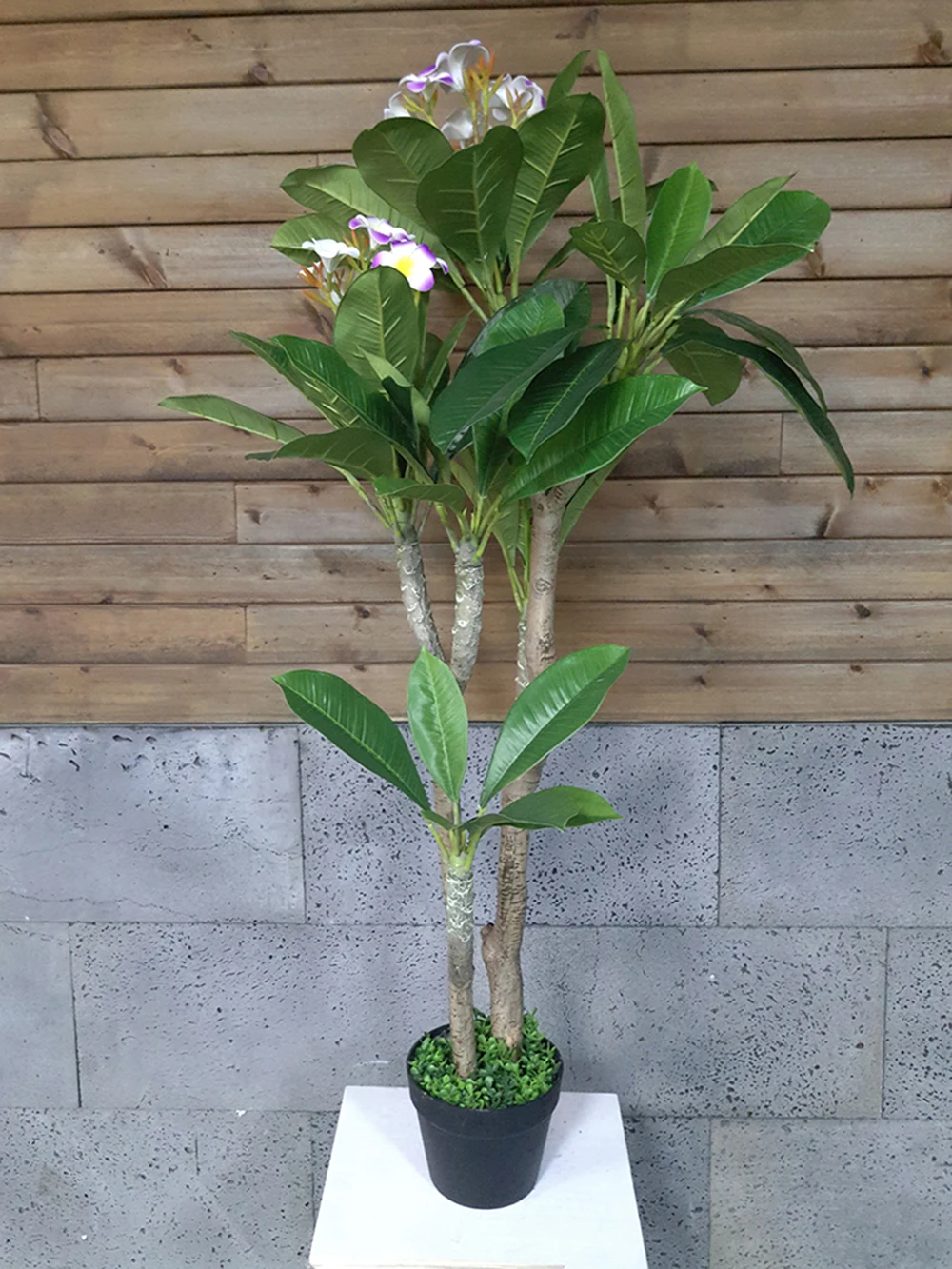 Плюмерия цветок фото в горшке Source Artificielle plumeria frangipanier arbre en pot en plastique noir pot on 