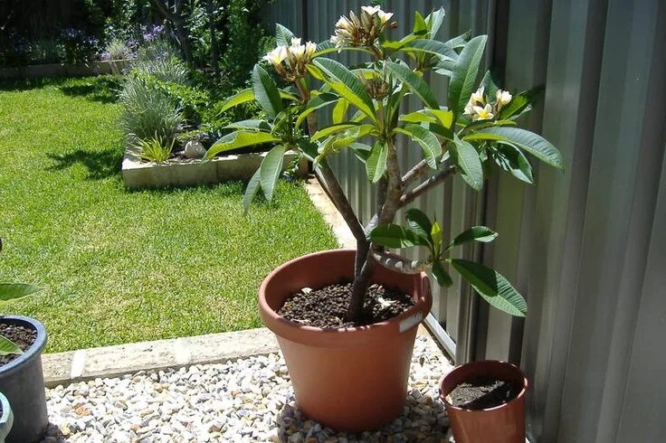 Плюмерия цветок фото в горшке White. Frangipani. Potted Plant.