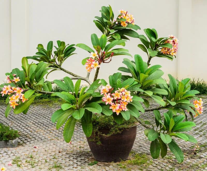 Плюмерия цветок фото в горшке Листья Plumeria зеленые на белой предпосылке Стоковое Фото - изображение насчиты