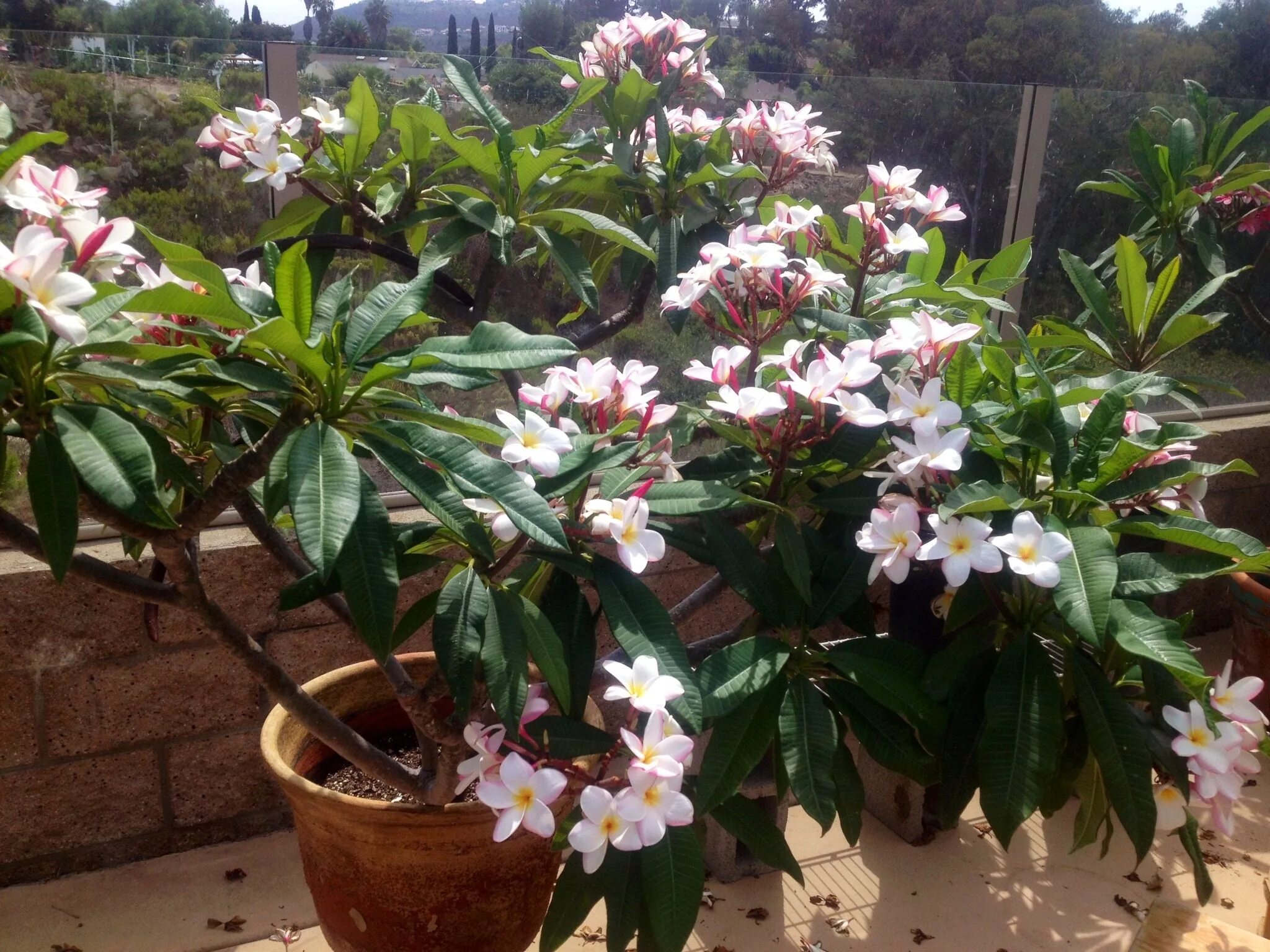 Плюмерия цветок фото в горшке Plumeria-Mother Aurora(a 10 yrs old who never stops on giving me Plumeria seeds 