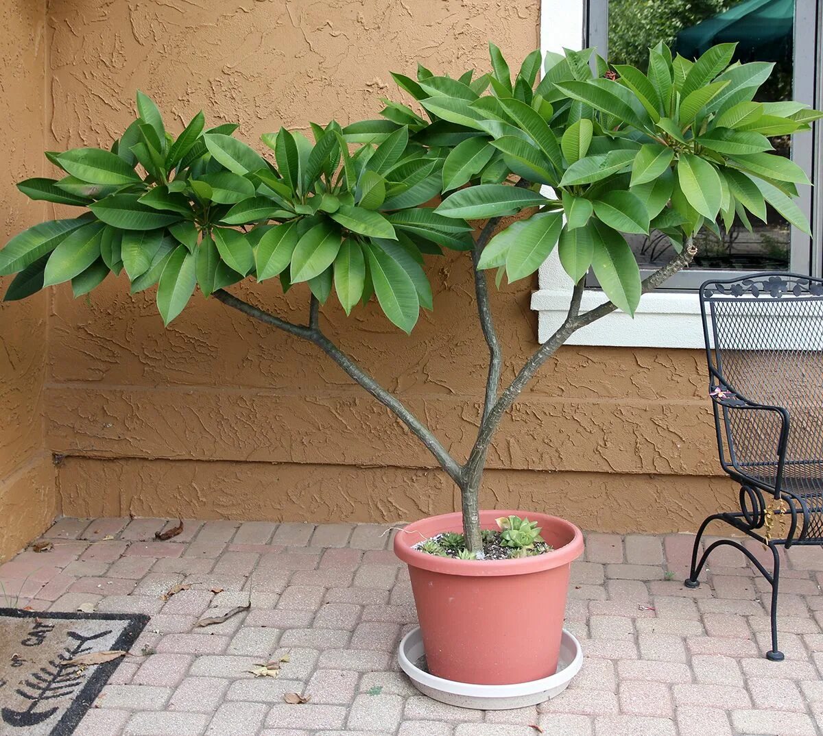 Плюмерия цветок фото в горшке Plumeria - Master Gardener Program Plumeria flowers, Houseplants, Garden