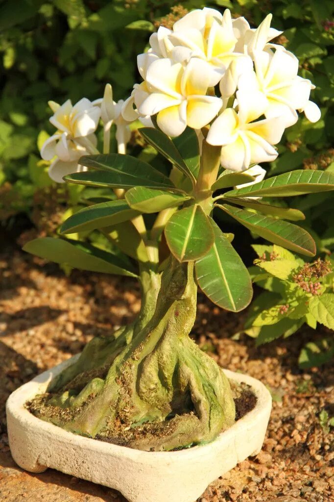 Плюмерия цветок фото в горшке Frangipane Bonsai, Polymeren, Bloemen