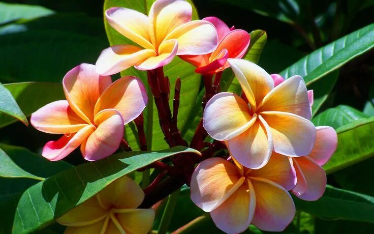 Плюмерия три короля фото Plumeria Tree Blossoms....another heavenly scent.....:) Plumeria tree, Planting 