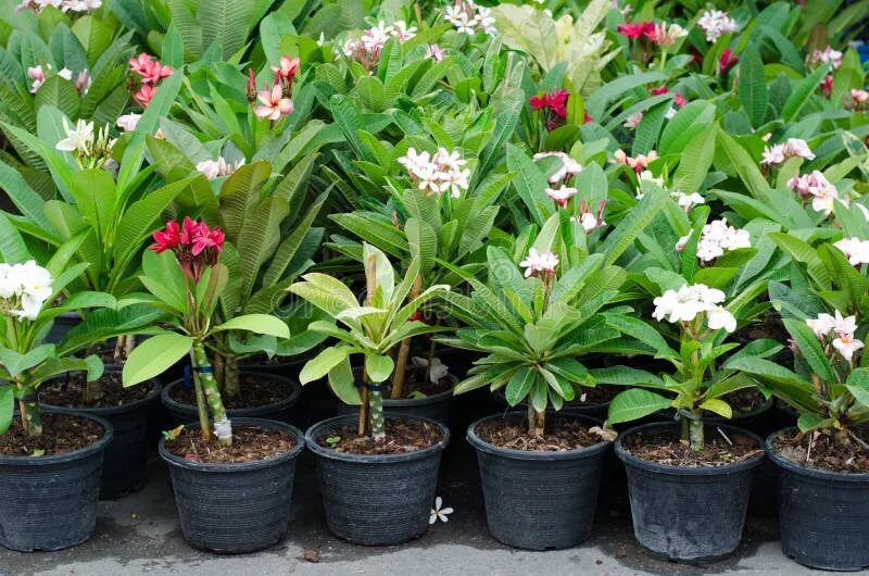 Плюмерия три короля фото Flower pot plumeria stock image. Image of grass, outdoor - 29463897