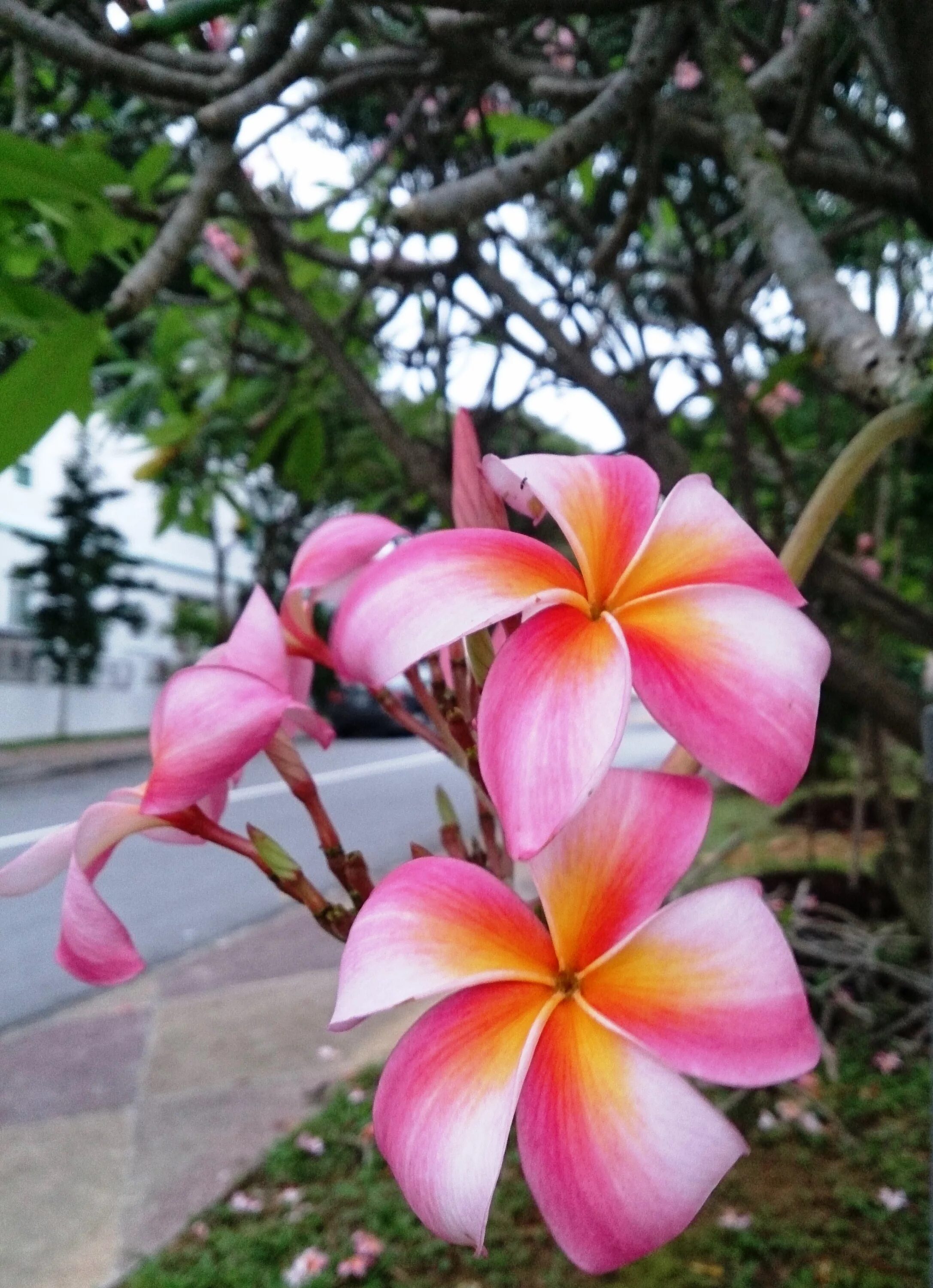 Плюмерия три короля фото File:Frangipani by the road.jpg - Wikimedia Commons